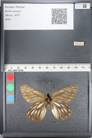 Media type: image;   Entomology 130175